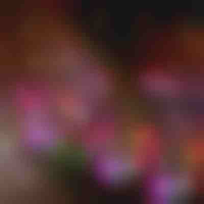 Lămpi solare pentru grădină în formă de floare | BLOSSUN